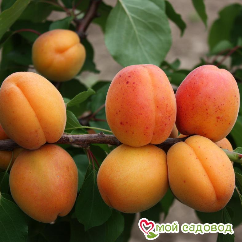 Абрикос Бархатный ранний