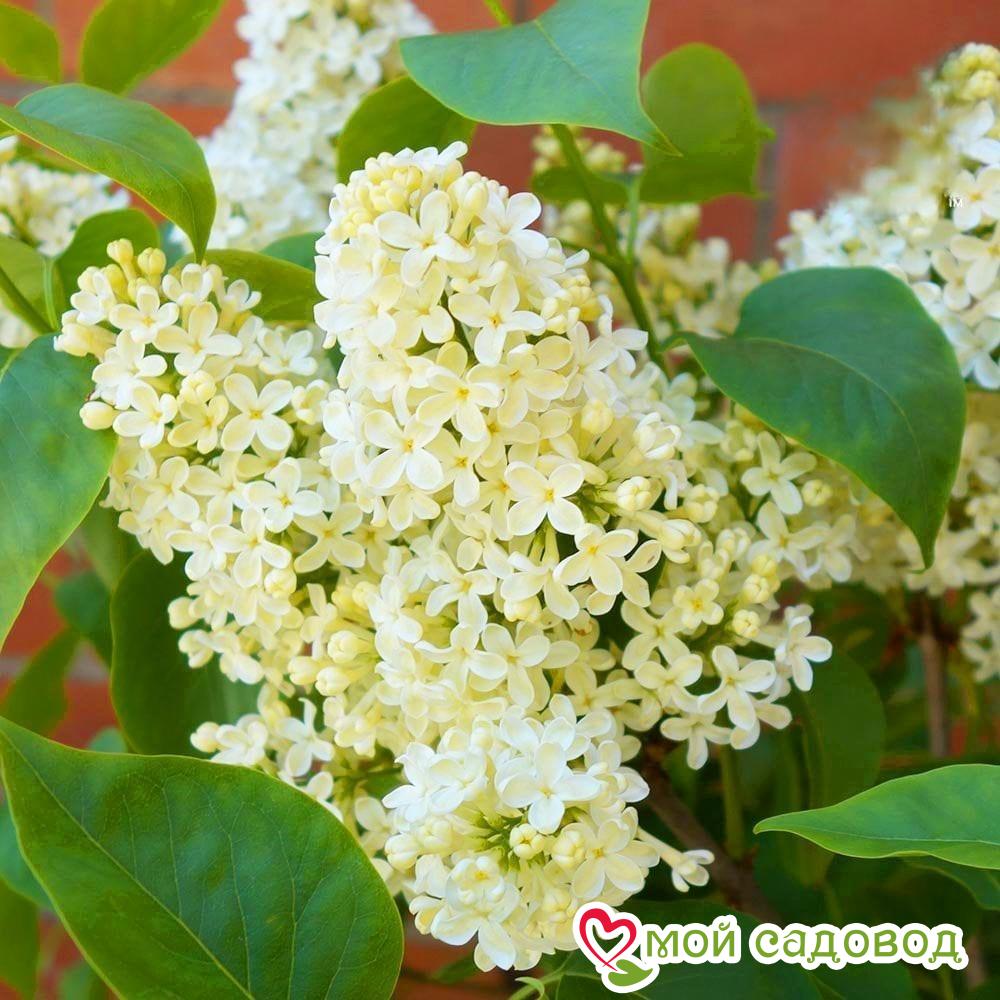 Сирень Примроуз (Primrose)